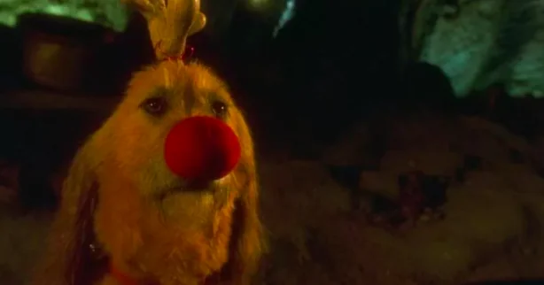 Max, il cane deI Grinch: la storia commovente